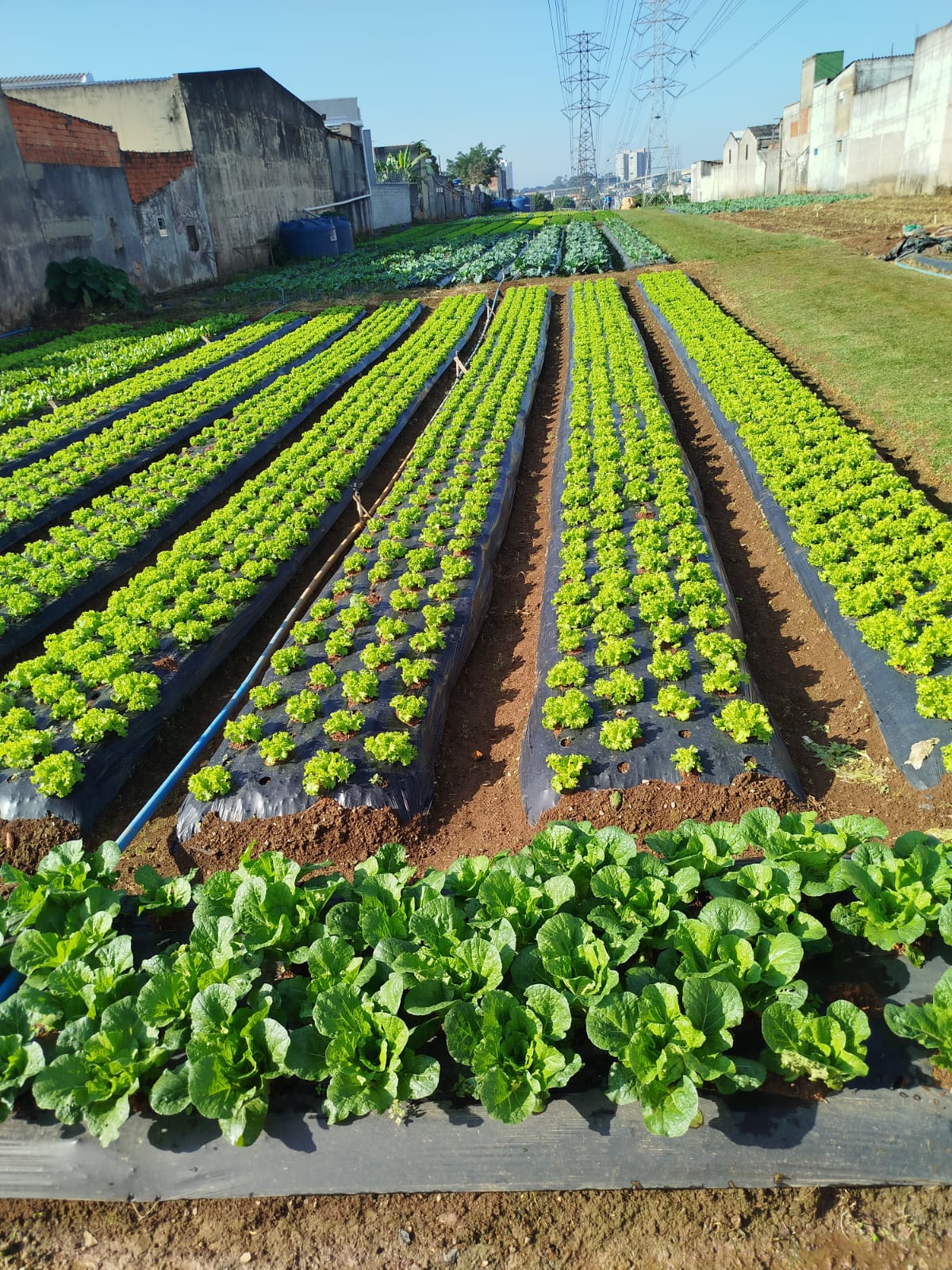 Horta urbana com canteiros de alface e hortaliças